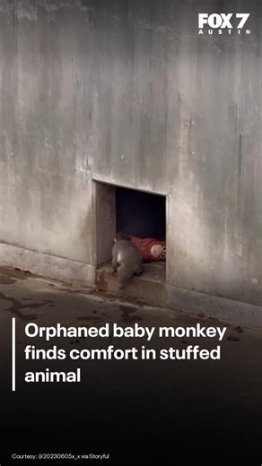 Huge lines are forming outside a small zoo in Japan, all for one tiny monkey and the stuffed animal he refuses to let go of. MORE BELOW ⬇️ | FOX 7 Austin