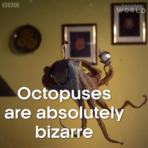 Octopuses have blue blood, no bones and three hearts. 🐙 #OctopusInMyHouse | BBC Earth