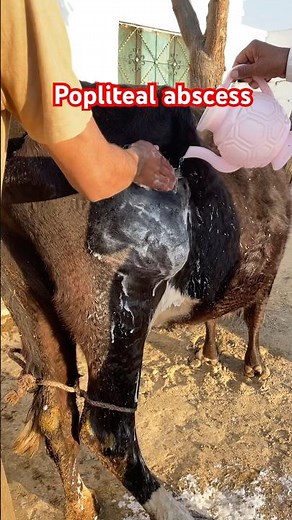 Popliteal abscess in cow| abscess drain | vet surgery | #viral #music #pulpotomy #surgicalinfection