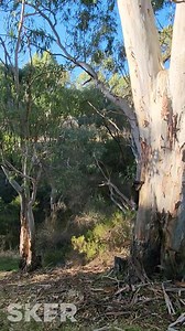Today is wild koala day 🐨 and the perfect time to celebrate 🍾 the release of our oldest joeys Scotty and Fresh Prince 🤴. Fresh Prince will always be our little baby 👶 but of course our little adventurer decides fo take on a giant tree 🌳. So on Wild Koala Day May 3 we say thank you 🙏 to everyone who has sponsored 💵 these boys (and our many other animals) and call on everyone to take action 🎬 to protect our fluffy icon: 1. Plant a tree 🌿 and fight to protect existing trees 🌲. Koalas need