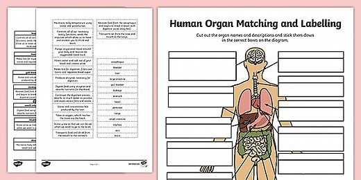 Human Body Chart Labelling Activity