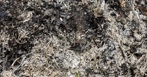 A time lapse video of a common ivy green leaf burning on a pile of dry leaves. 4k, 4096p, 25fps