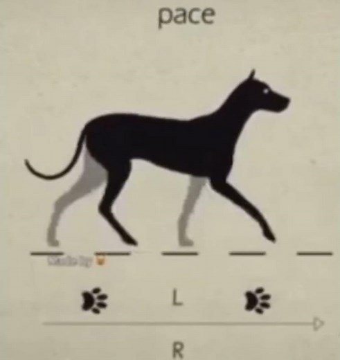 Quadrobics tut (tutorial) #tutorial #therian #quadeobics
