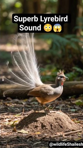 Lyrebird Sound #nature #lyrebird #birds #birdfacts #shorts #birdsinging