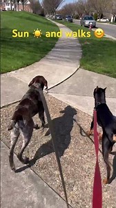 Some days are tough, but then the sun comes out and the walks are amazing! 🤩 #gsp