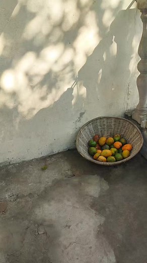 Exploring Mango Varieties and Their Unique Features