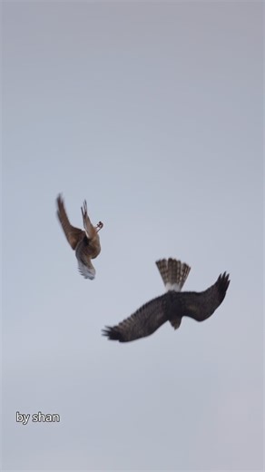 Shan on Instagram: "A fierce showdown, two harriers battling in a wind-tossed sky for aerial supremacy! #harrier #hawk #hawks"