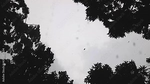 Trees swaying by strong cyclone wind, stormy weather with rain drops