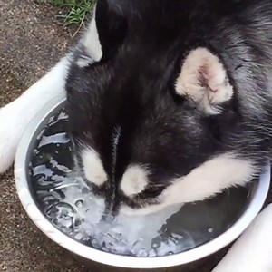 6.1M views · 150K reactions | This husky just figured out how to blow bubbles  | UNILAD | Facebook
