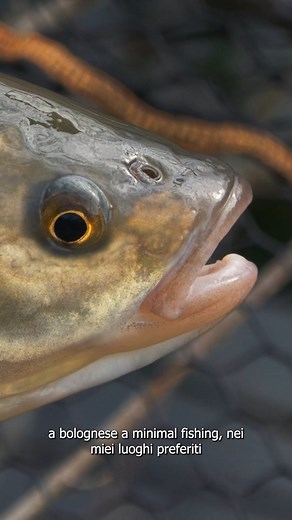 Qual è la vostra tecnica di pesca preferita? 📌scarica l'app CACCIA E PESCA TV 📌siamo anche su AMAZON PRIME #fish #fishing #fishingtiktoks #pescatv #pescatvapp #pescatv236 #pescatvamazon #fyp #neiperte #pesca | Pesca TV