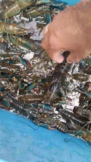 3.7K views · 39 reactions | Australian Red Claw crayfish freshwater lobster 咽 #juncrayfishculture #viralreels #viralpost #fypviralシ #farming @topfans #crayfishbreeder #crayfishfarming #crayfish #crayfishlovers #crayfishculture #sold #crayfishvendor #crayfishfarmingphilippines #viral | Jun Crayfish Culture | Facebook