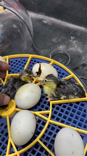 Best mini incubator for duckling hatches
