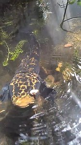 158K views · 170 reactions | Snakehead feeding © Ppen Rhkmt H , Indonesia | For The Love of Fish | Facebook