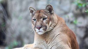 Arkansas Game and Fish Commission gives context after reported mountain lion sightings