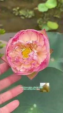 I planted lotuses in 4 pots… but what bloomed in the end was shocking! 😱🌸|#shorts