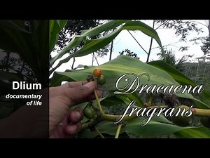 Cornstalk dracena (Dracaena fragrans) - part 1