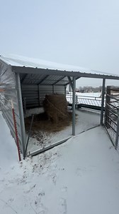 Those poor animals 😢 #sheep #animals #notcold #snow #weather #WalkerFarmFam | Walker Farm Fam