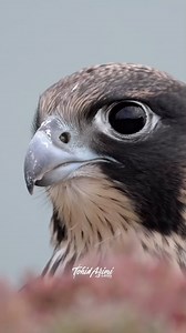 The peregrine falcon, also known simply as the peregrine, and historically as the duck hawk in North America. . . . #falcon #peregrine #peregrinefalcons #birdsofprey #speedmaster #reelitfeelit #reelsvideo #reelsinsta #explore #explorepage #exploremore | Ta2020photography