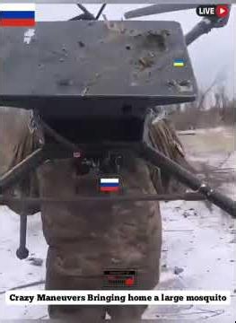 Crazy Lifting Maneuvers Of Large Mosquito 😱 At Close #shortvideo #shortsfeed