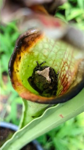 This plant ate a frog? 😨🤔 #sarracenia #pitcherplants #carnivorousplants