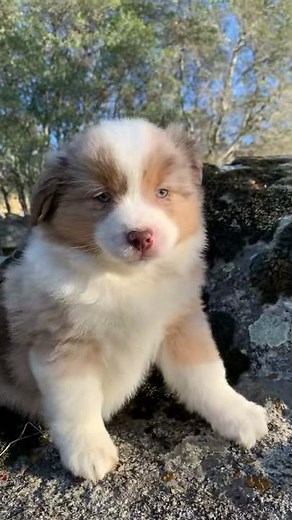 Aussie Puppy Throws World's Most Adorable Temper Tantrum
