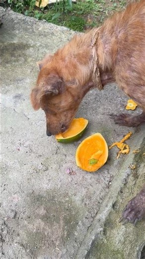 My Dog’s Reaction to Eating Papaya for the First Time! 🐕#shorts