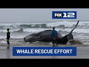 Live whale found beached near Yachats, recovery effort underway