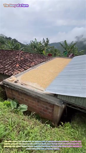 Harvest Meets Innovation: Watch a Farmer Transform a Metal Roof into a Solar Dryer! 🌾☀️