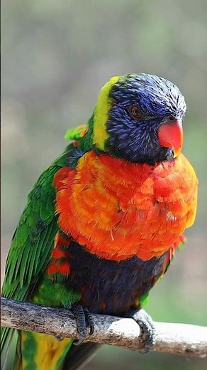 Why the Rainbow Lorikeet Is Such a Special Bird
