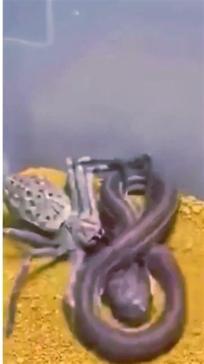 Spider vs snake #spider #snake #venom #wildlife #hunting #viral