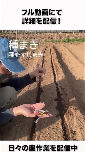 これで成功率アップ！にんじんの種まき #agriculture