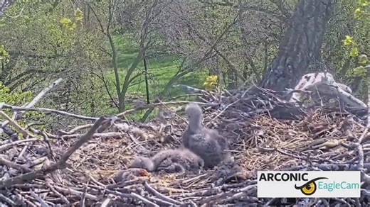 Arconic Davenport Works seeks public input to name eaglets on Eagle Cam