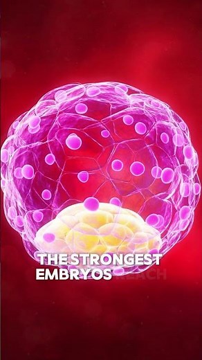 How IVF Works: Frozen Embryo Transfer Explained #fertilityawareness #fertility #facts #ivfsupport