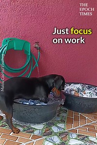 150K views · 458 reactions | So hardworking!  Love you, doggie! ❤️ Credit: ViralHog | Bright | Facebook