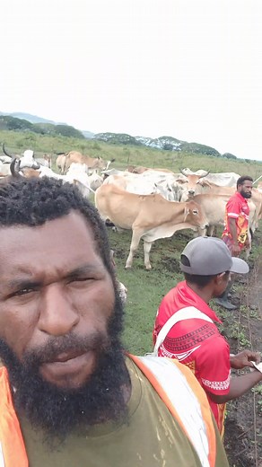 26 reactions · 4 comments | Agriculture is our Back Bone. Stop complaining, Utilize God free given Land, and do farming Business #livestockpng #papuanewguineabusiness #Agriculture #livestock #farming #cattle #PNG | Public View | Facebook