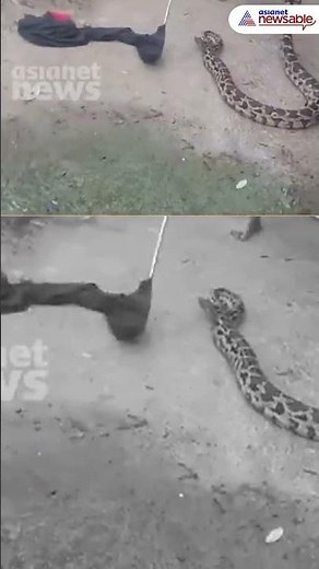 Giant Python Safely Rescued By Forest Team in Malayattoor, Kerala