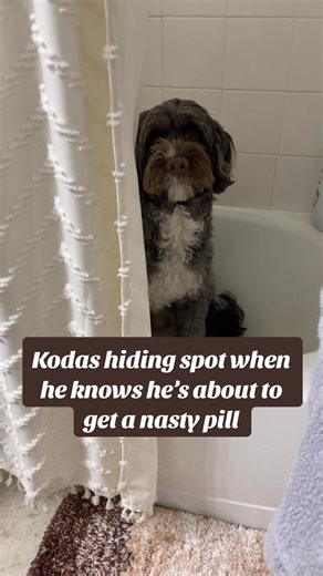 this reaction is priceless. How’s he so smart!!! #funnydog #funnydogvideos #portuguesewaterdog
