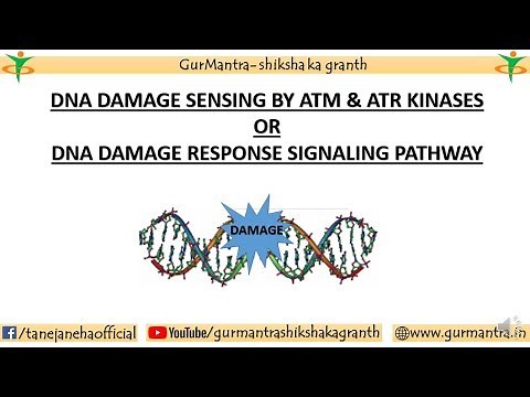 ATM & ATR PATHWAY | DNA DAMAGE RESPONSE PATHWAY| CELL CYCLE REGULATION