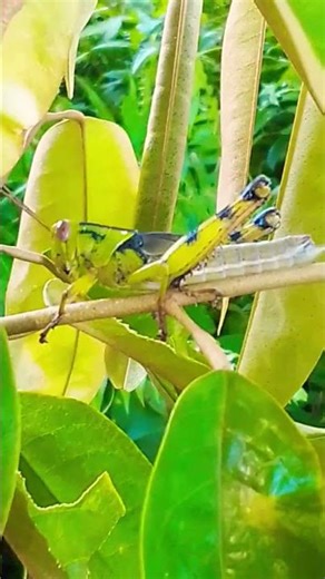 Plant Destruction😭 (Grasshopper) #shortvideo #vairall #shortvideo