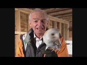 The fate of the beauteous barn owl