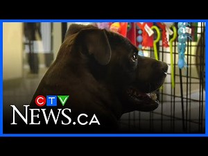 Alberta dog adopted after a year in a shelter