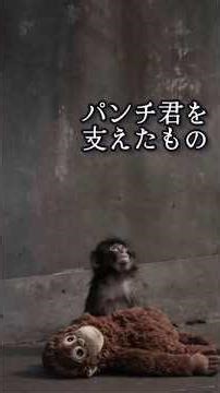 孤独だったパンチ君の支えだったものは…#がんばれパンチ #パンチくん #市川市動植物園