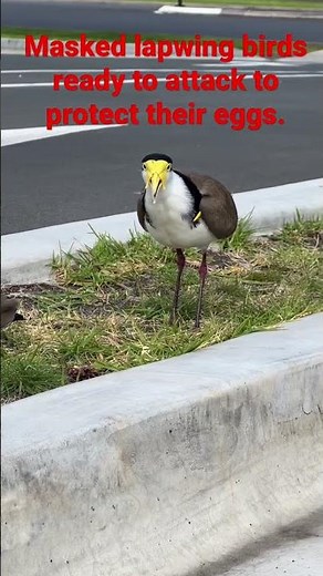 Masked lapwing bird, other name is spur-winged plover ready to attack to protect their eggs.