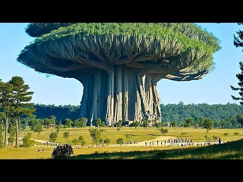 The Largest Trees on Earth Are Bigger Than You Can Imagine