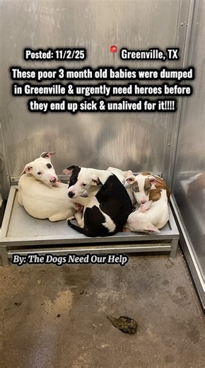 🚨Only 3 months old & dumped like 🗑️ by garbage humans.. they urgently need heroes. Please watch until the end, react, comment, & share to help us find them heroes before it’s too late.💔 These 4, 3-month old cuties were picked up as strays after they were dumped. All the owners had to do was get the parents fixed.. so many low cost clinics nearby. The black & white is a girl & other 3 are boys. Littermates should not be adopted together due to risks of littermate syndrome (look it up). They ne