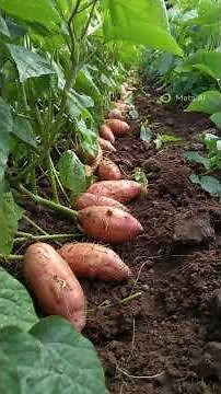 Les bienfaits des patates douces