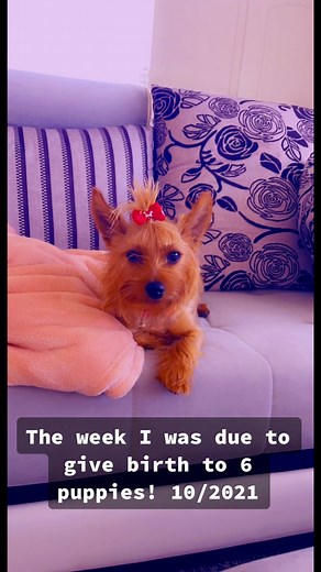 #fyp #yorkie #nalasyorkies