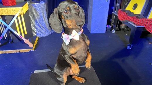 Give them a round of a-paws! Pups to perform in Magic and Dog show in Cocoa Village