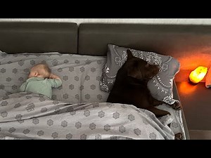 My Dog and My Baby Sleep Together! Adorable Moment!