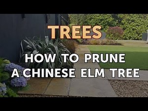 How to Prune a Chinese Elm Tree